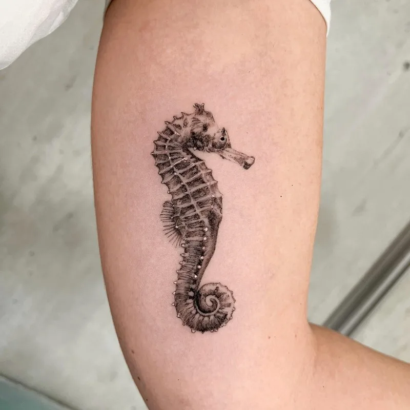 Seahorse Lau Mestre (1)