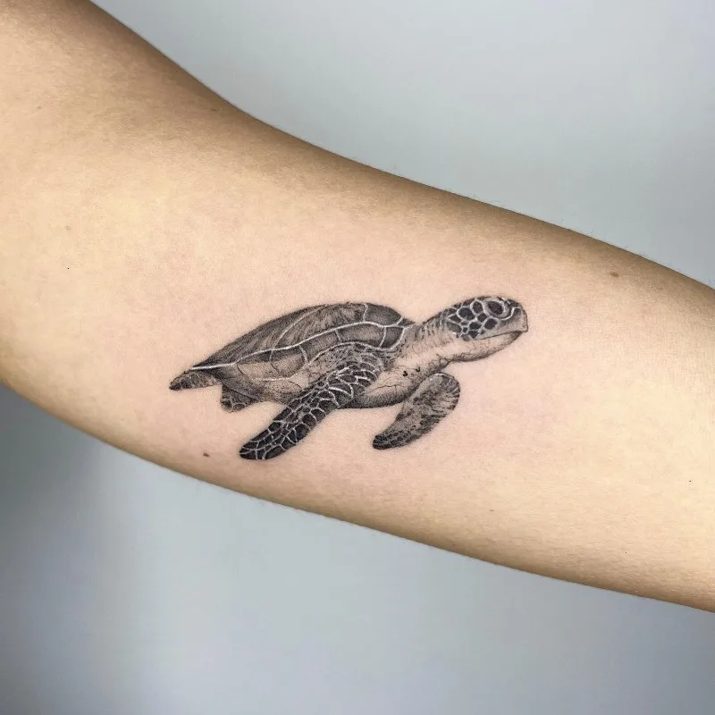turtle bg Lau Mestre (1)